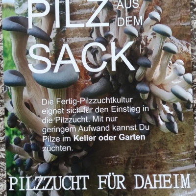 PILZ aus dem SACK / AUSTERNSEITLING/ PAUSE