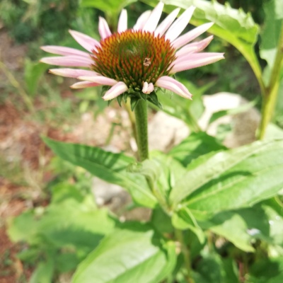 Ecchinacea